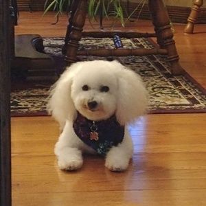 Meet your Posher, Judy